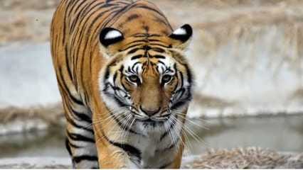 The tigress of Nauradehi reached the forest of Damoh