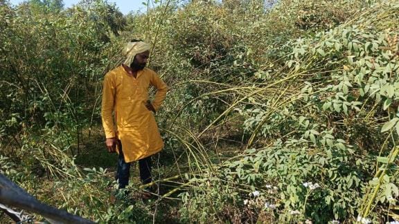 Crops fell due to strong wind and rain, farmers are worried