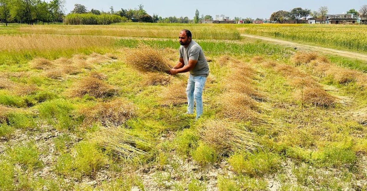 The problems of farmers increased due to drizzle