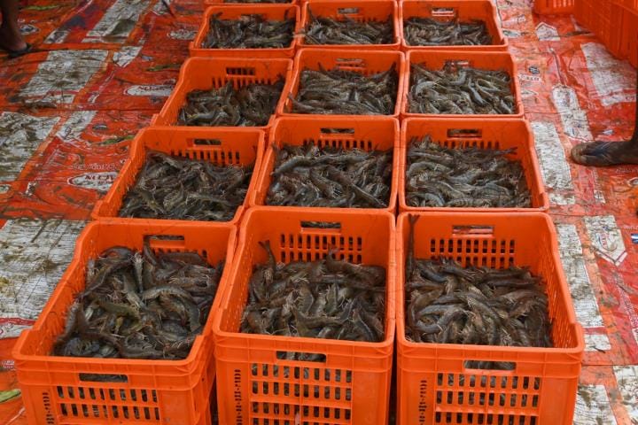 Sirsa gets shrimp processing unit worth Rs 110 crore, aquapark to be built