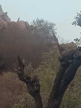 Two panthers were seen on the hills of Bhurasiddh Hanuman temple