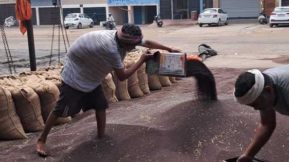Government purchase of mustard could not start in the markets