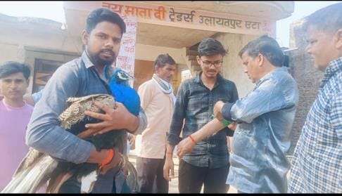 National bird peacock injured in dog attack, handed over to forest department