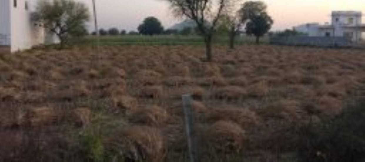 The mustard crop, which is considered the cash crop of the farmers, ripened in about 4 months