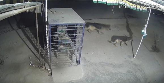 Wolf-like animals caught on CCTV, villagers in panic