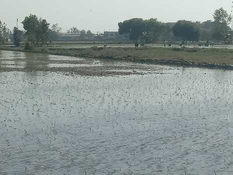 Despite the ban, Satha paddy is being planted in Puranpur area