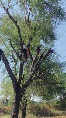Sidhi young man who climbed an acacia tree was killed by a 33 thousand kV wire body remained hanging for hours