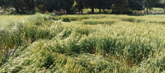 Wind blows along with strong sunshine, wheat and mustard crops are falling