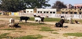 Everyday accidents are happening due to stray animals roaming on the roads