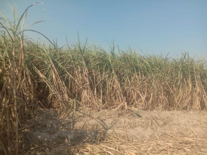 Farmers are not getting the minimum support price for sugarcane due to the closure of Bhuna mill