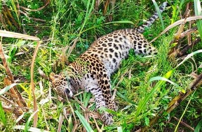 Leopard dies in a fight with a wild boar