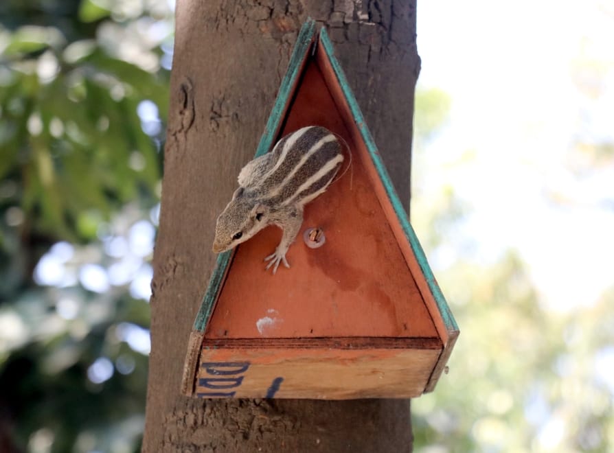 Sparrow house becomes squirrel's home in Indira Park