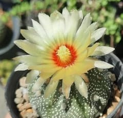Flowers spreading smiles among the thorns