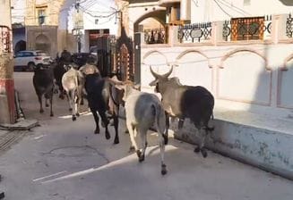 Cattle will no longer be seen on the roads, tenders issued for catching them