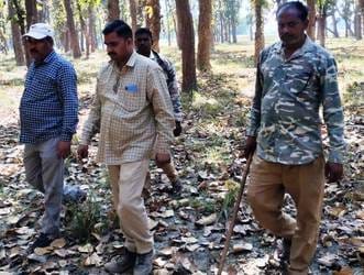 The tiger attacked and killed a goat grazing in the field