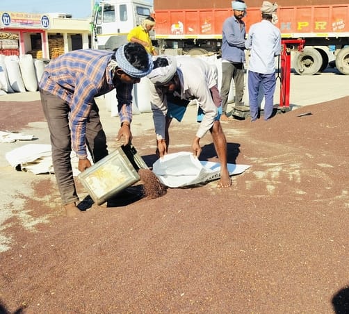 60 quintals of mustard reached Sampla, dried throughout the day, purchased in the evening