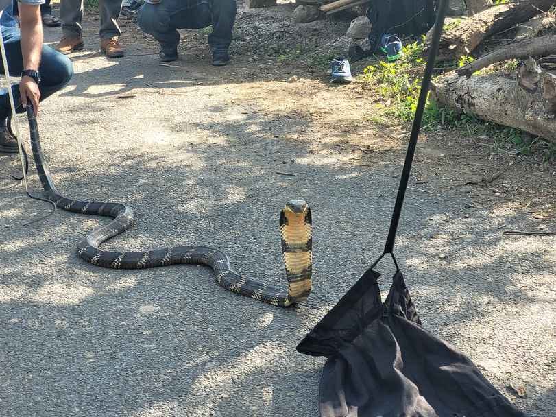 king cobra saw in 7th term