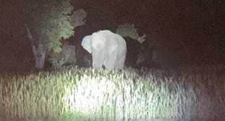 Anuppur News An elephant again knocked on district border forest department officials employees on alert mode
