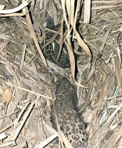 The female leopard did not trust the human smell and did not take her cubs with her