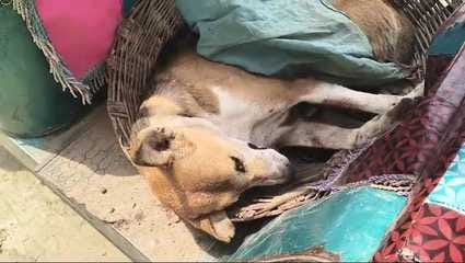 Baghpat: Being disturbed due to barking at night, 5 dogs were cut and thrown in the pond