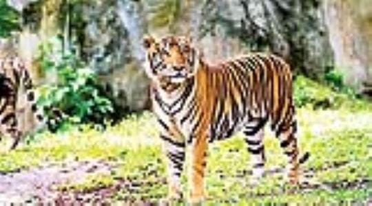 Tiger seen in Rasulpur Tarai, forest workers denied it