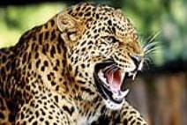 girl fought with leopard to save the dog in garur bageshwar