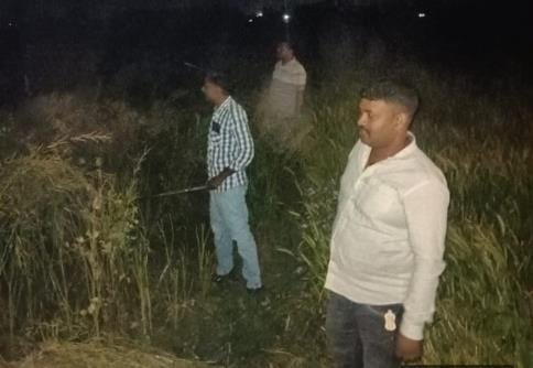 The forest department team is looking for the wolf-like animal seen in CCTV