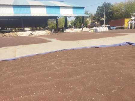 2500 quintals of mustard purchased from 160 farmers