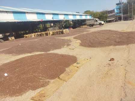 Purchase of 1000 quintals of mustard from 55 farmers