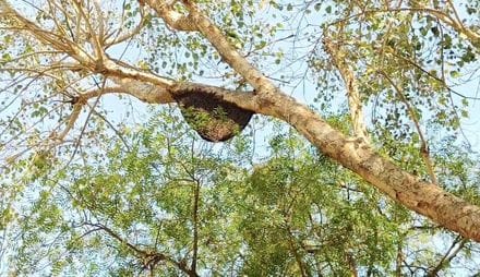 Bees attack in Mahindergarh Sadar police station, 15 people injured