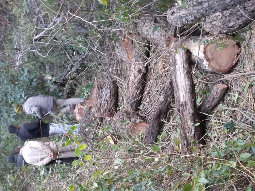 Ax used on Khair trees in Mandap area, jeep full of mustache caught
