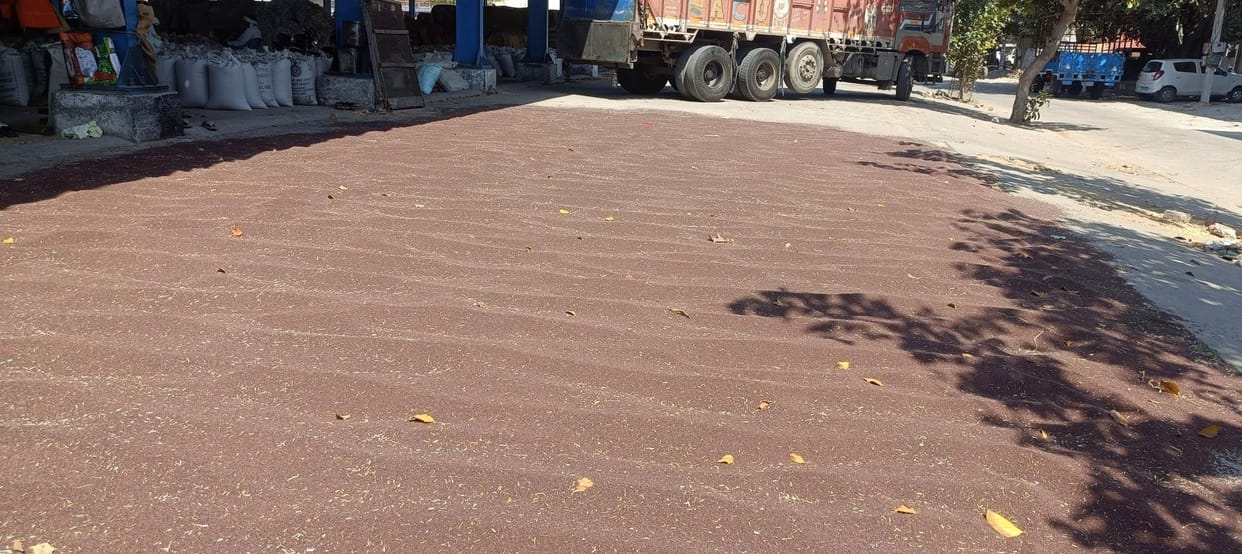 300 quintal mustard sold at private bid in district headquarters mandi, purchase officer absent