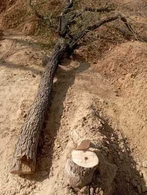 The case of cutting green trees in village Neerpur Rajput caught fire