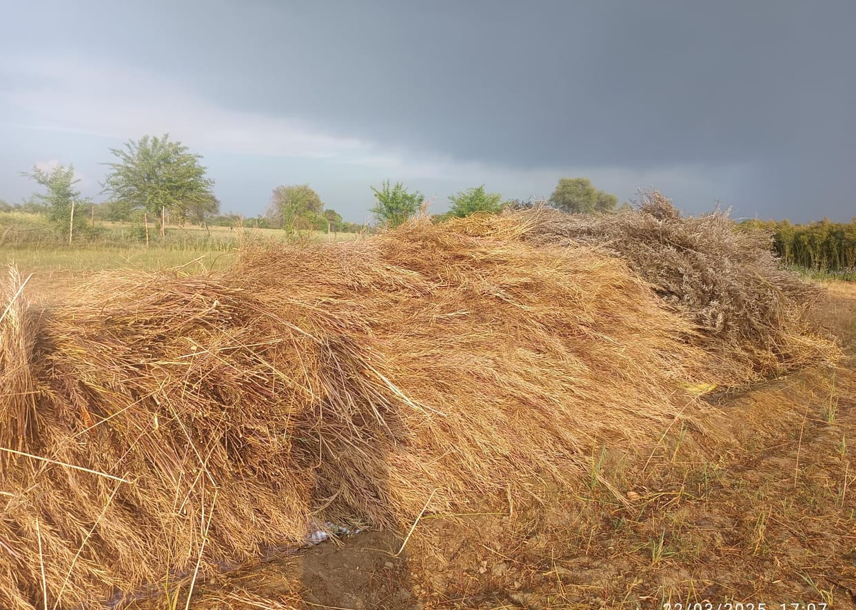 Drizzle with strong wind, threat to the ready wheat and mustard crop