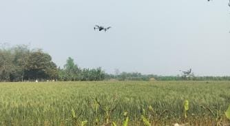 Leopard hidden in wheat field...search with the help of drone