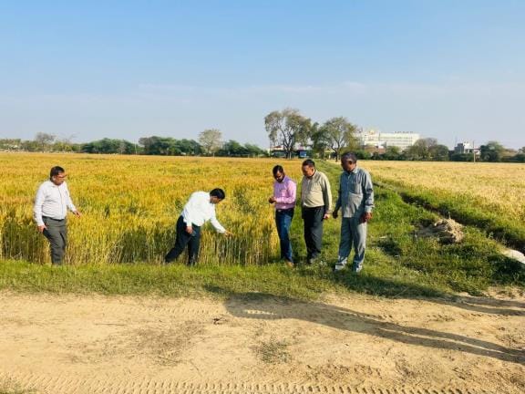 Wheat productivity tested by crop cutting