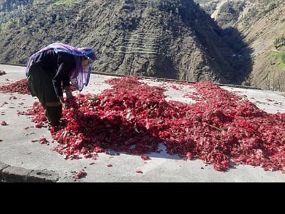 लेंटर पर सूखने के लिए रखे गए बुरांस के फूल