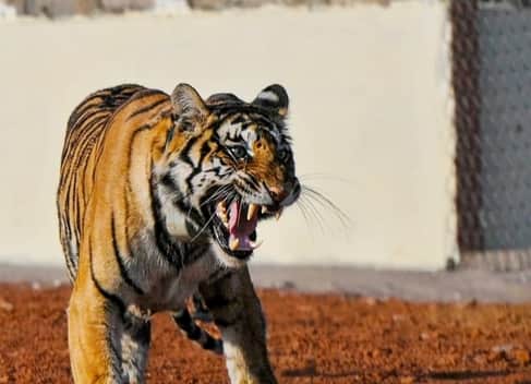 सरिस्का टाइगर रिजर्व में बाघ।