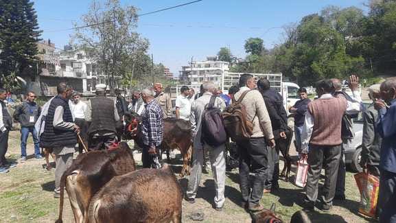 Nalwad fair begins with the worship of the bull by digging a peg