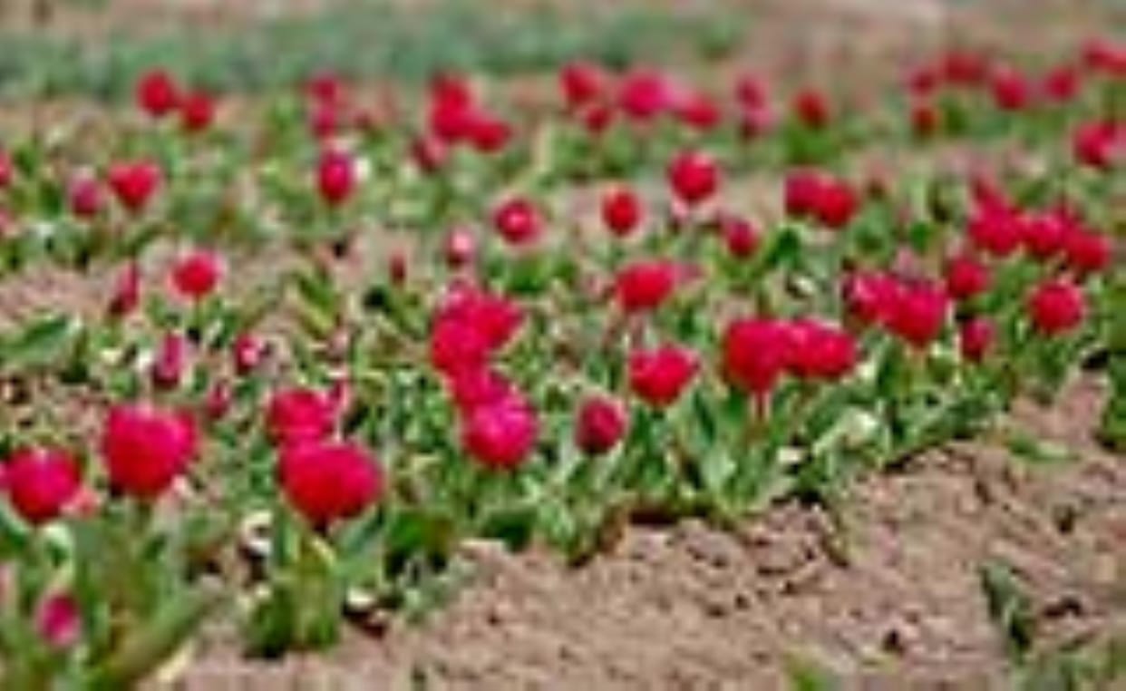 tulip garden srinagar