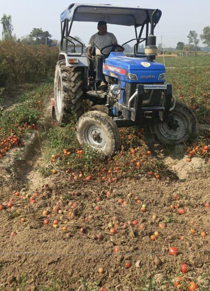 Farmers trample 30 bighas of crop with tractor, cost not covered
