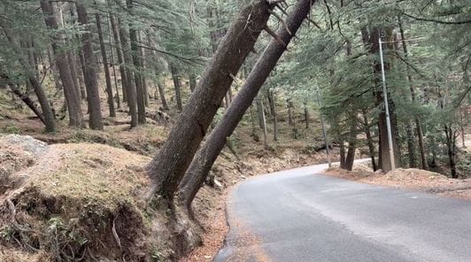 Trees hanging on Chaupal-Shimla highway pose a danger