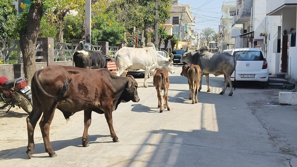 Despite giving contracts, stray animals could not be removed from the city roads