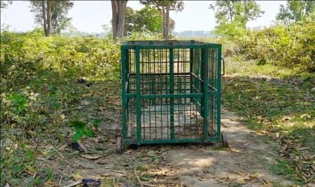 The leopard came twice to find Vicky's body, a cage was put up