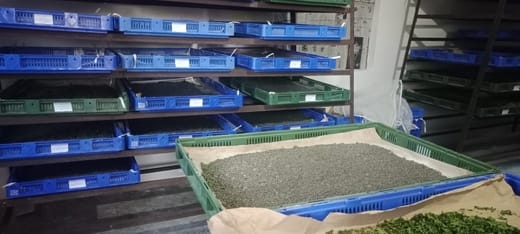 Seeds are being prepared in Dadhol silk rearing center