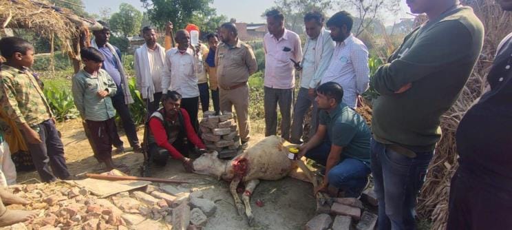Wild animal attacks cow in Hardinpurwa, villagers scared of leopard attack
