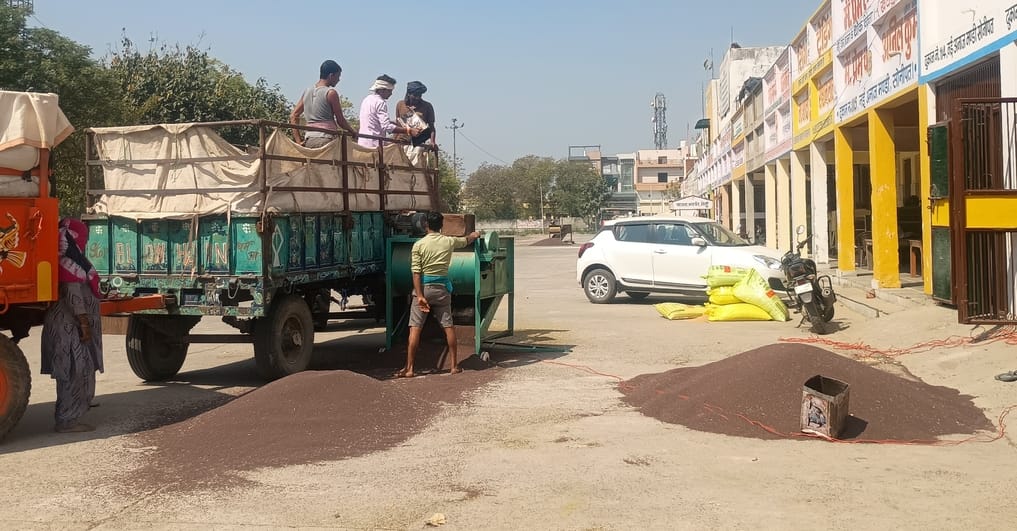 Government purchase of mustard started in Sonipat and Ganaur Mandi also, 1381 quintals sold
