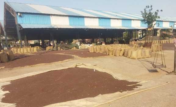 Arrival of mustard will increase from today
