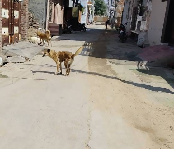 Vaccination and grooming of dogs will be compulsory in the city, one dog may cost Rs 982
