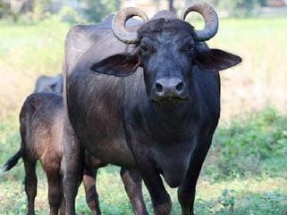 Umaria News Major police action four cases registered in 24 hours 52 animals rescued